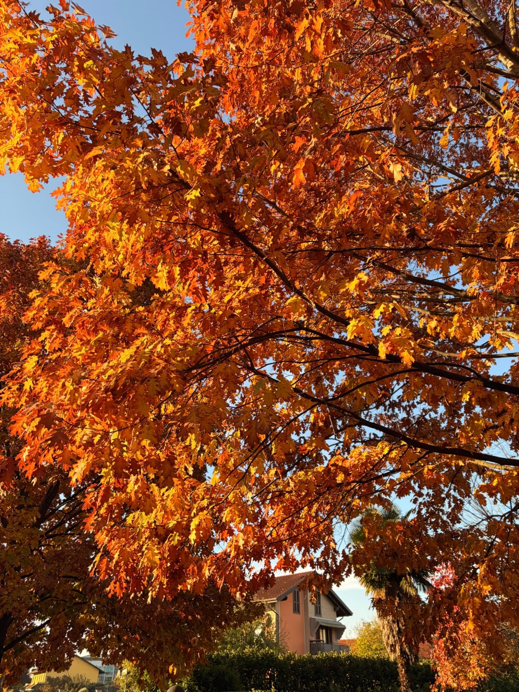 Mattine d’autunno&nbsp;🍁☕